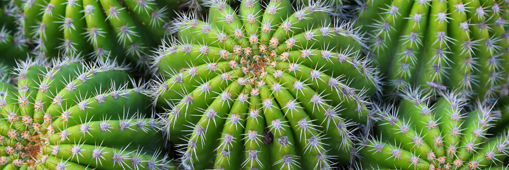 Tapetkonst med kaktus