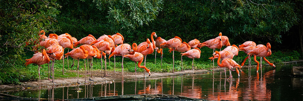 Flamingos på fototapet