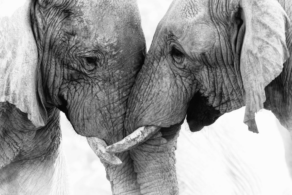 Fototapet elefanter