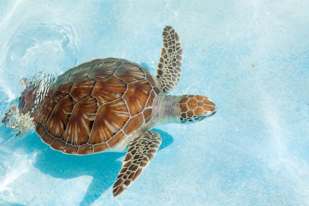 Sköldpadda i vattnet