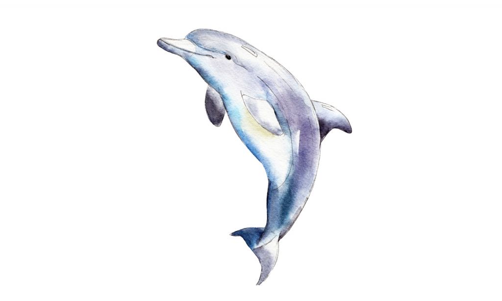 Signerad delfin