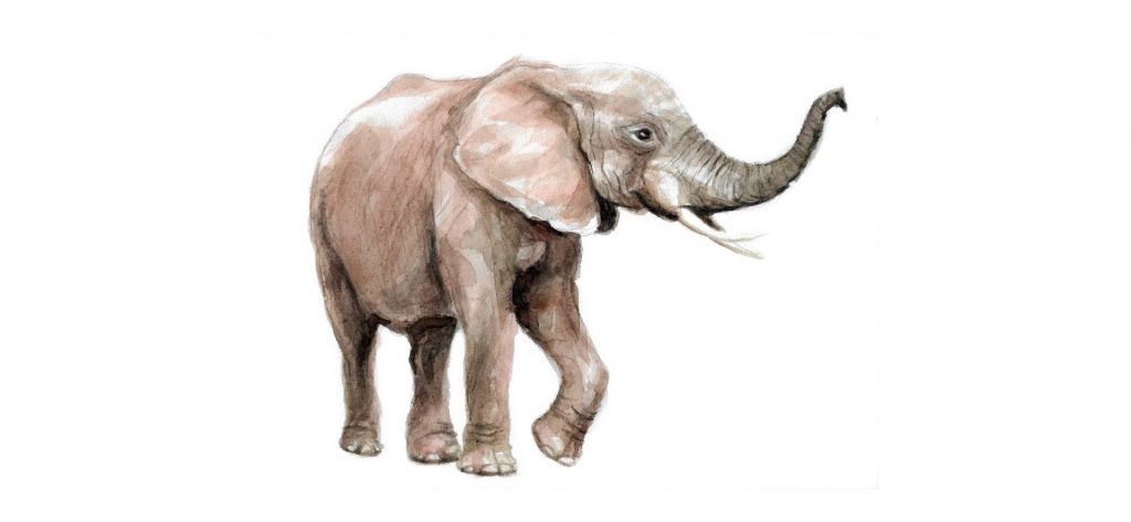Elefant av akvarell