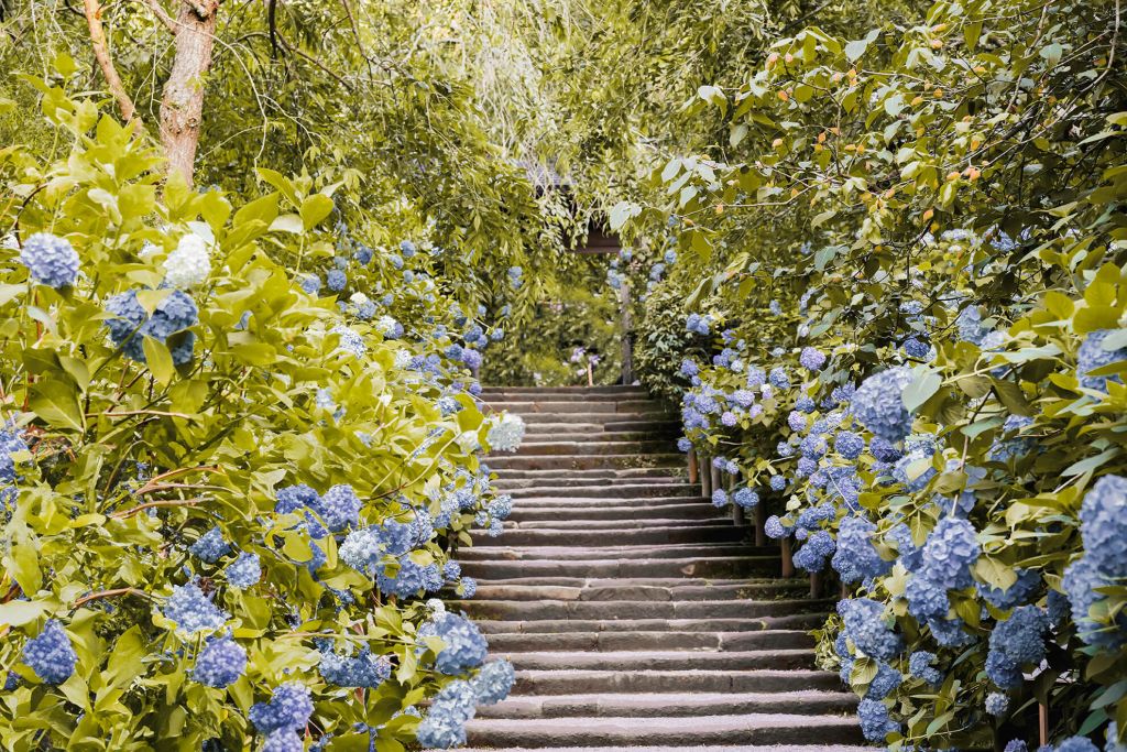 Blåa blommor i en park