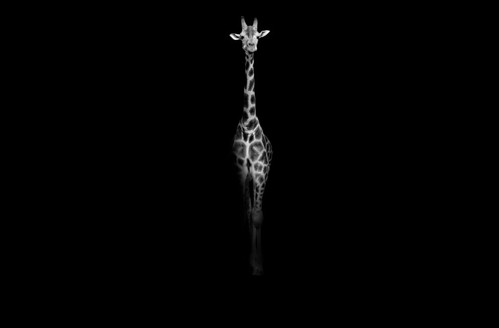 Giraff svartvitt