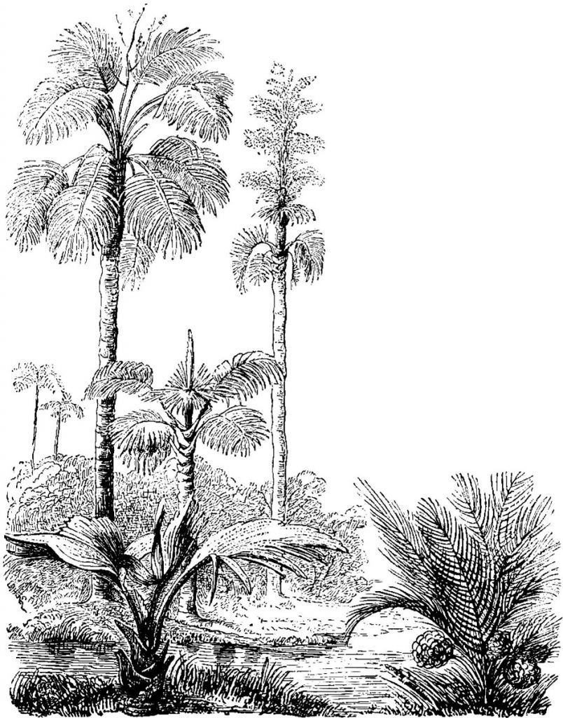 Strimlade palmer