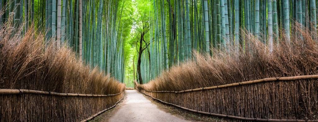 Japansk bambuskog
