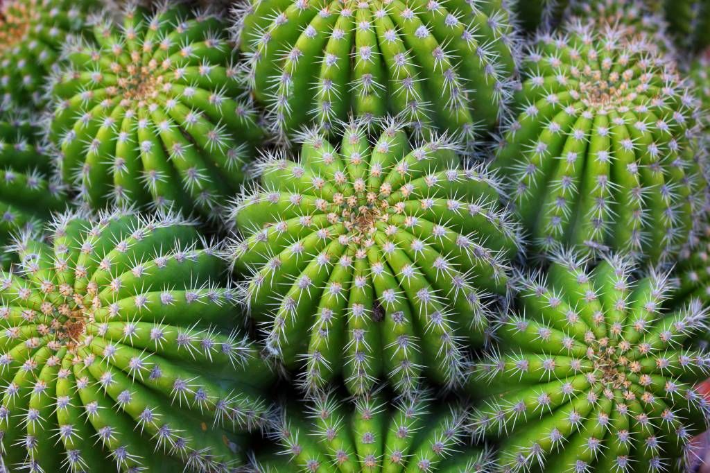 Kaktusar