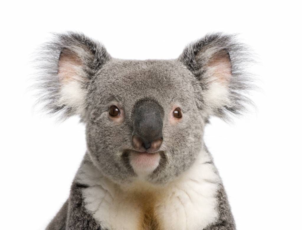 Foto av en koala