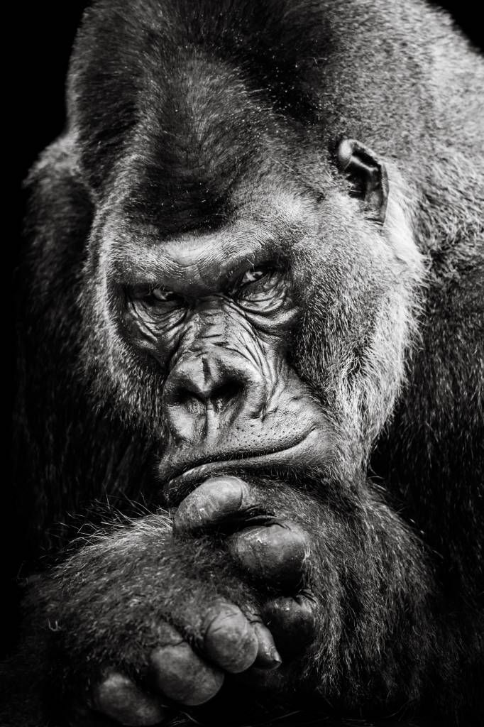 Närbild av en gorilla