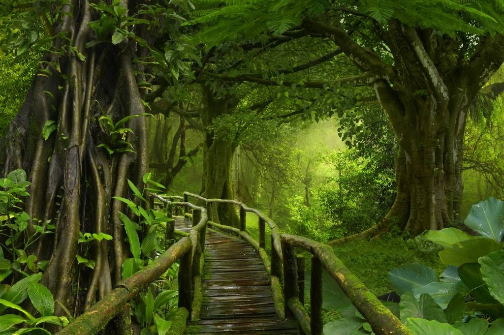 Träbro till och med en grön djungel