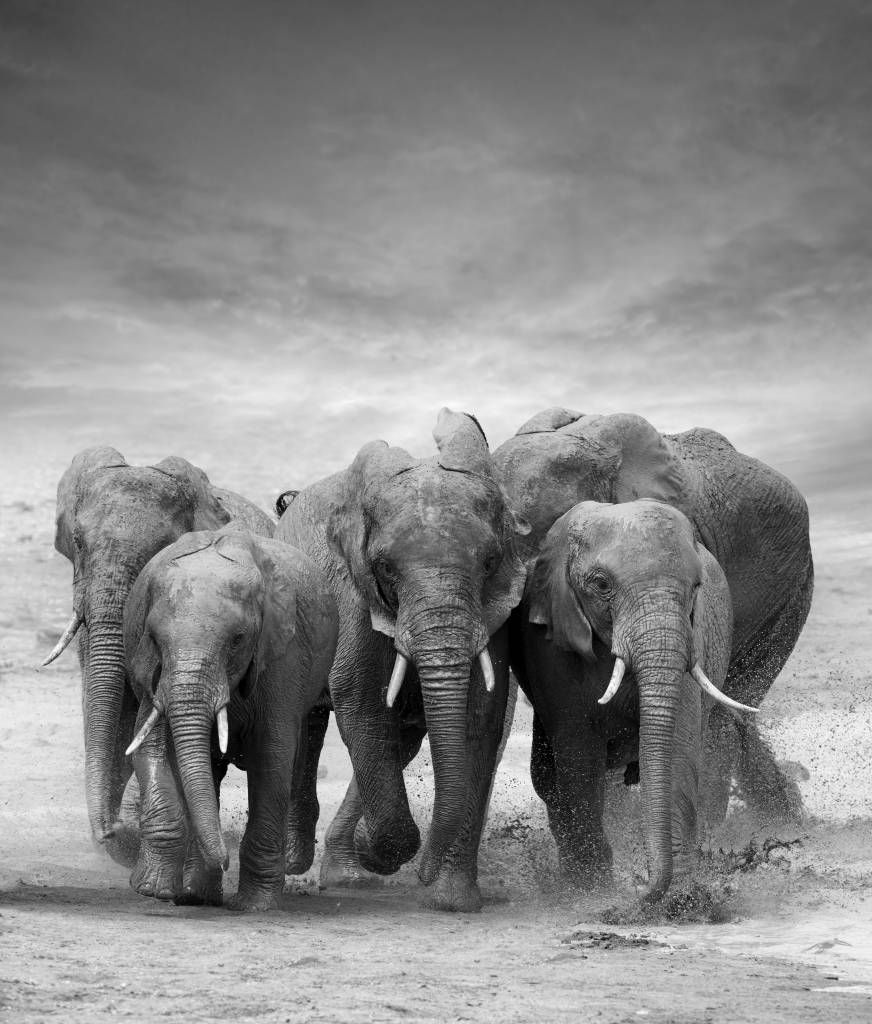 Flock av elefanter