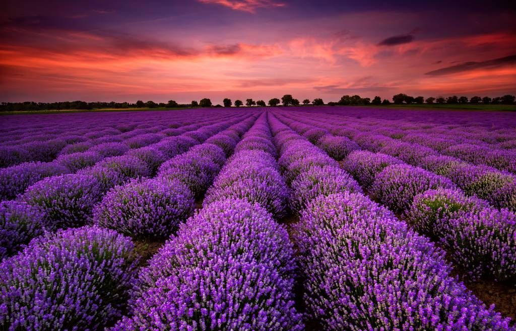 Lavendel fält