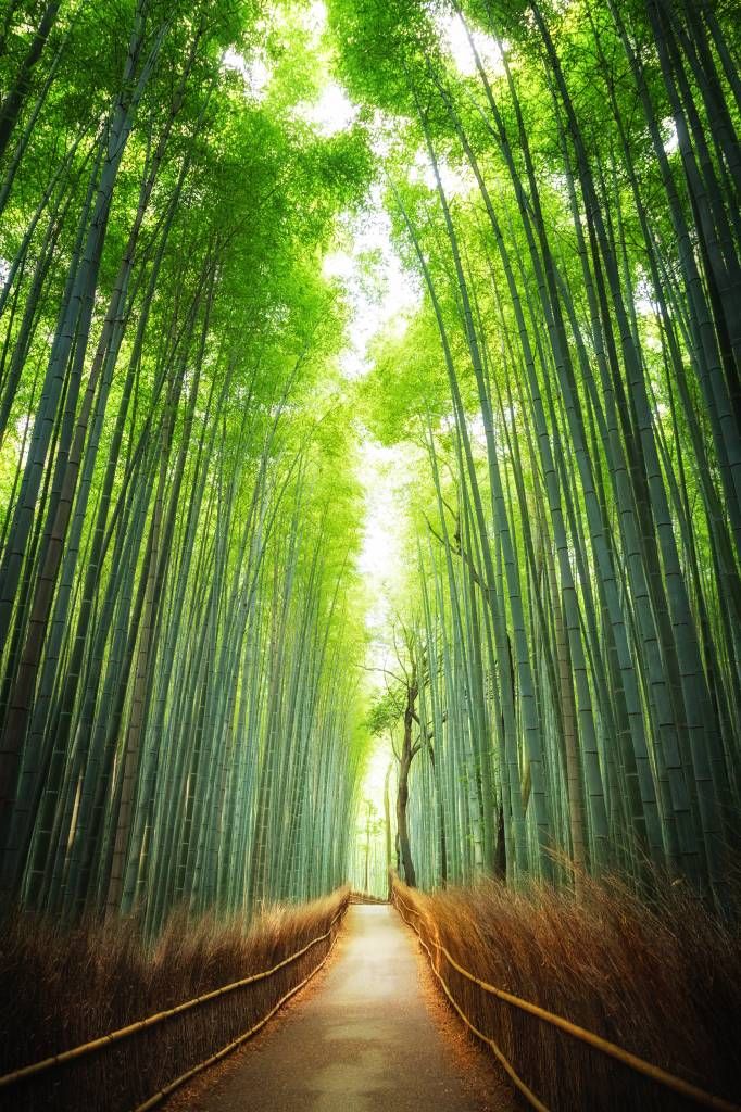 Stig genom bambu