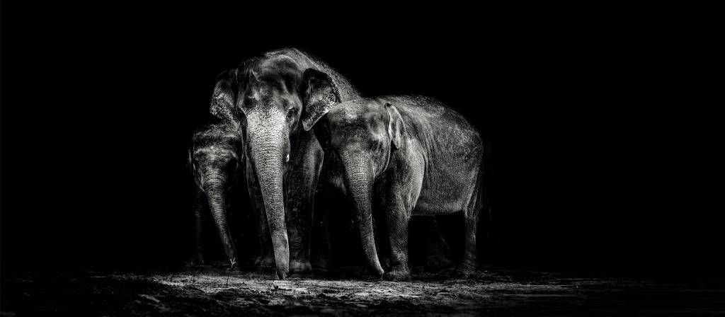 Svartvitt foto av elefanter