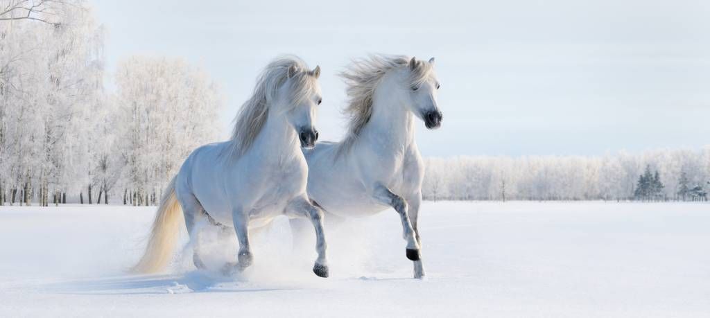 Hästar i snön