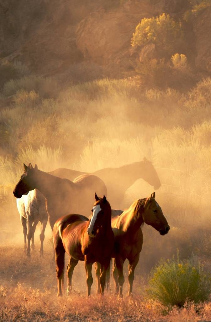 Hästar under en solnedgång