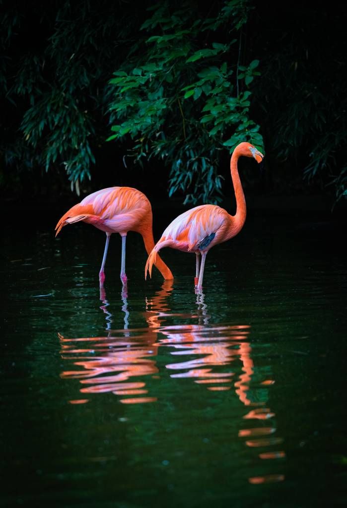 Två karibiska flamingor