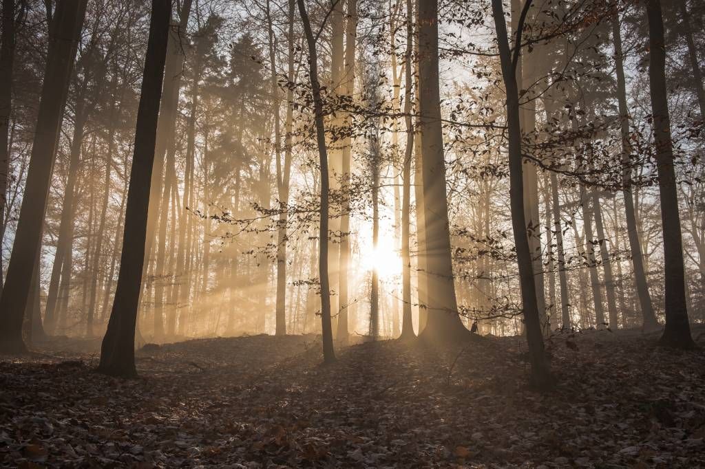 Solsken i en dimmig skog