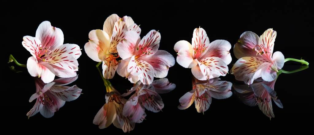 Alstroemeria blommar med reflektion