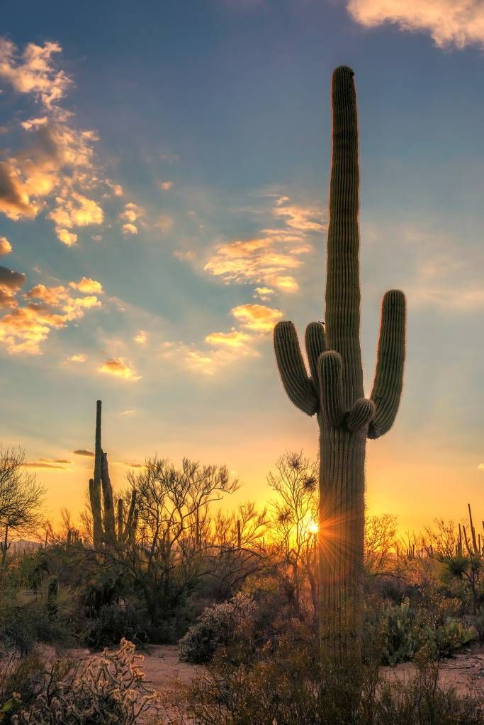 Kaktus vid solnedgången
