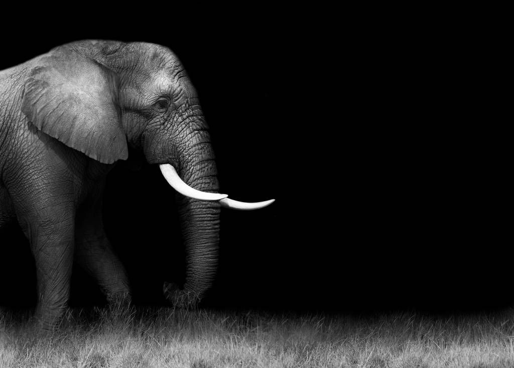 Elefant på gräs