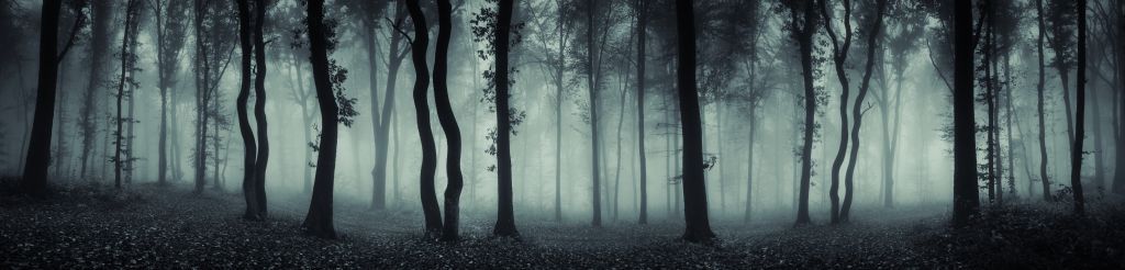 Mystisk mörk skog