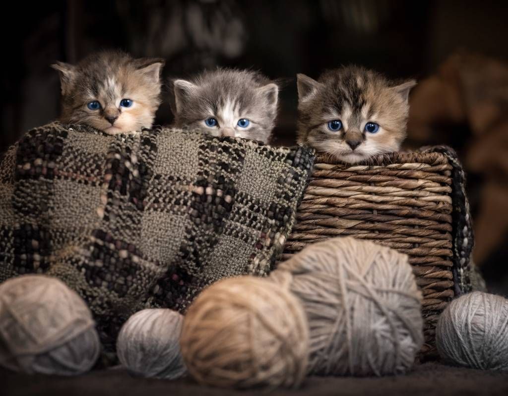 Tre kattungar i en korg