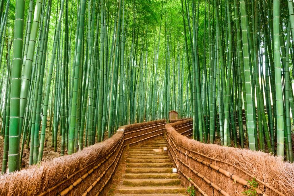 Trappa mellan bambuväxter