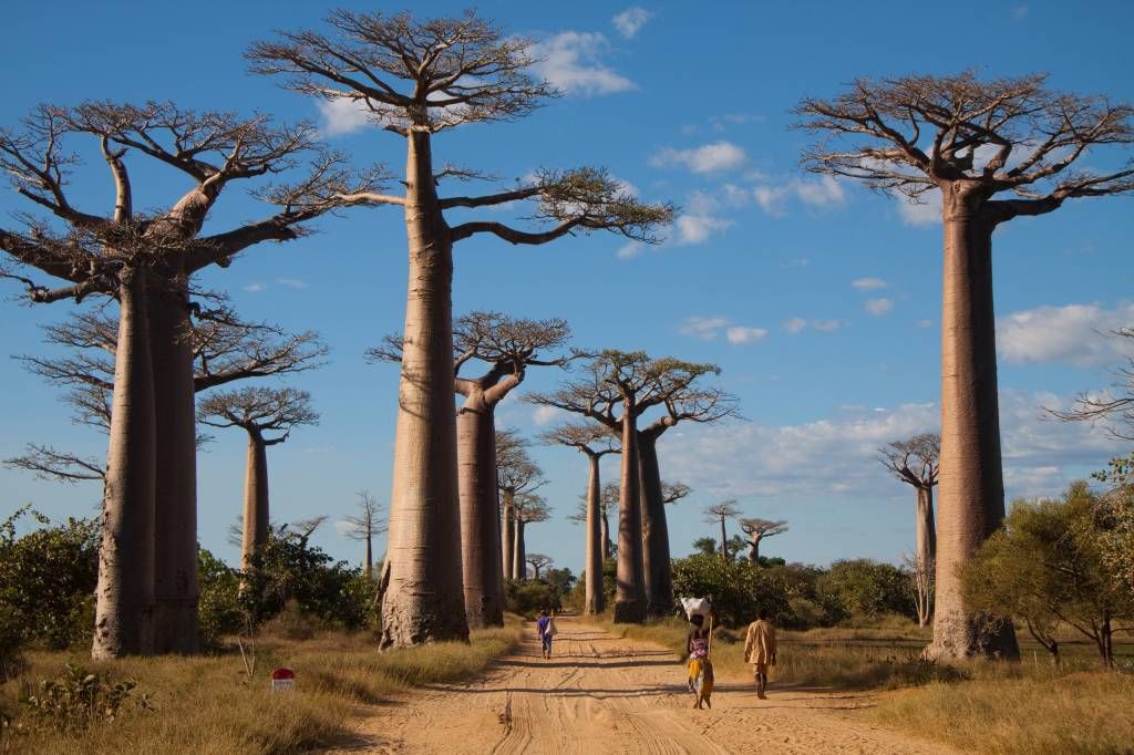 Baobab träd