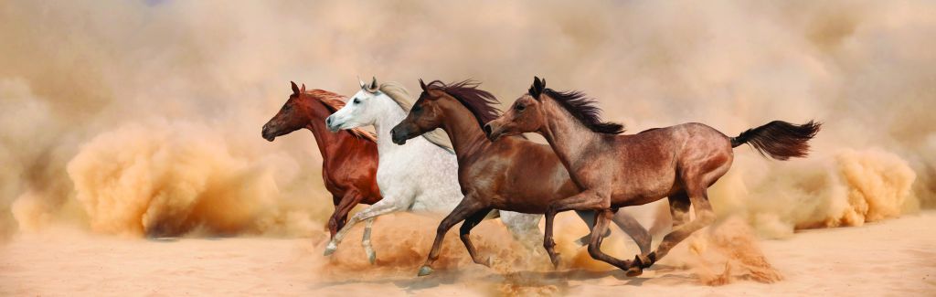 Galopperande hästar i en sandstorm