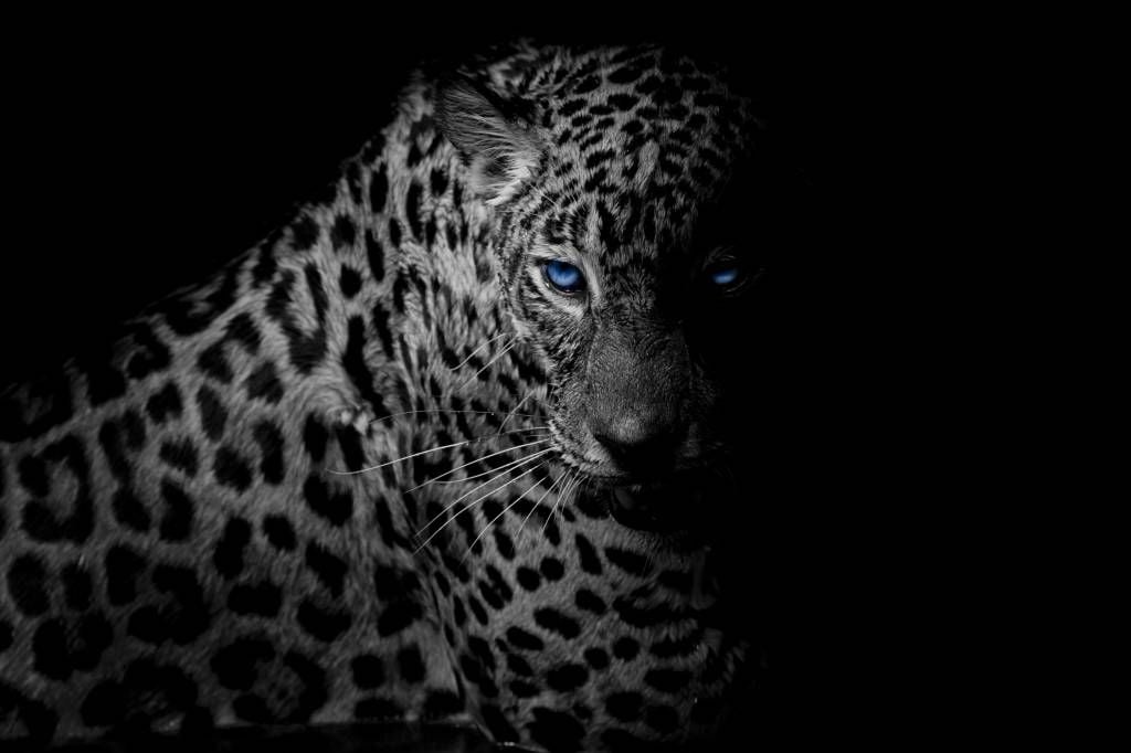 Leopard på svart bakgrund