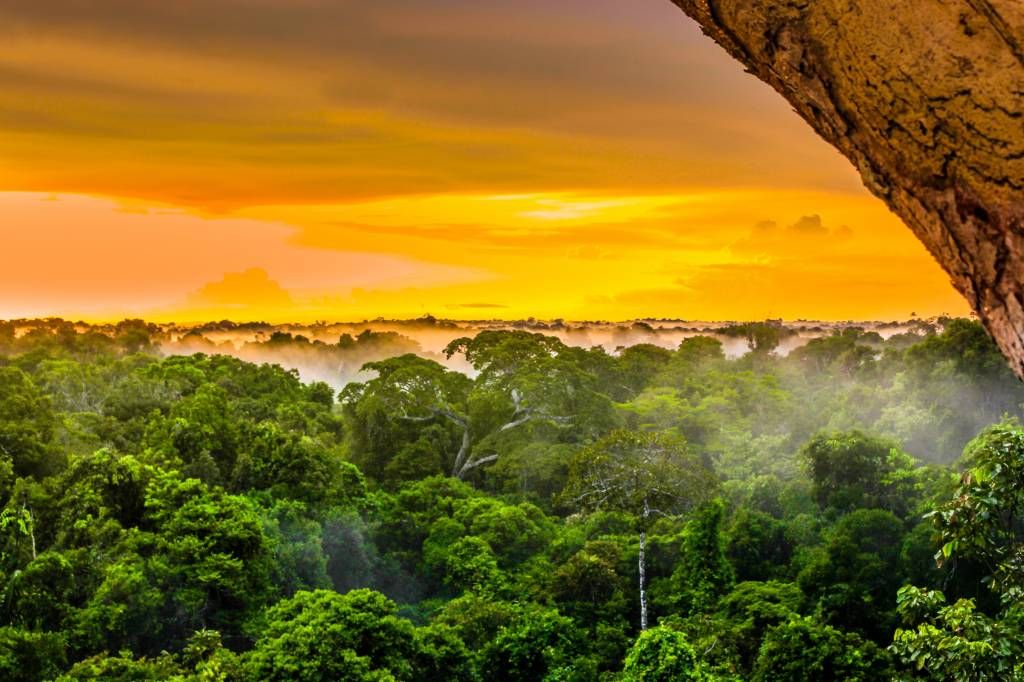 Regnskog i Brasilien