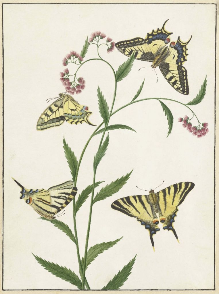 Fyra fjärilar på blommor, Paulus Knogh