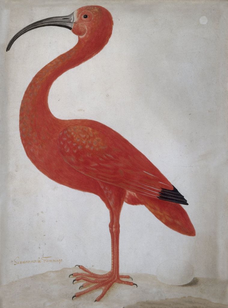 Röda ibis med ett ägg