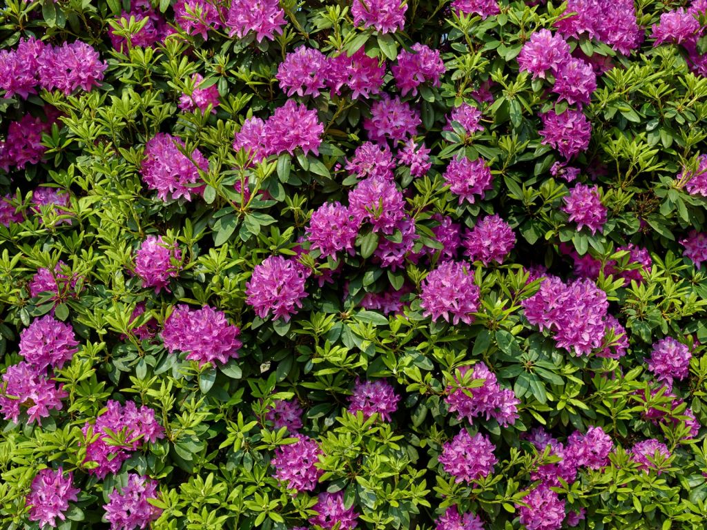 Rhododendroner
