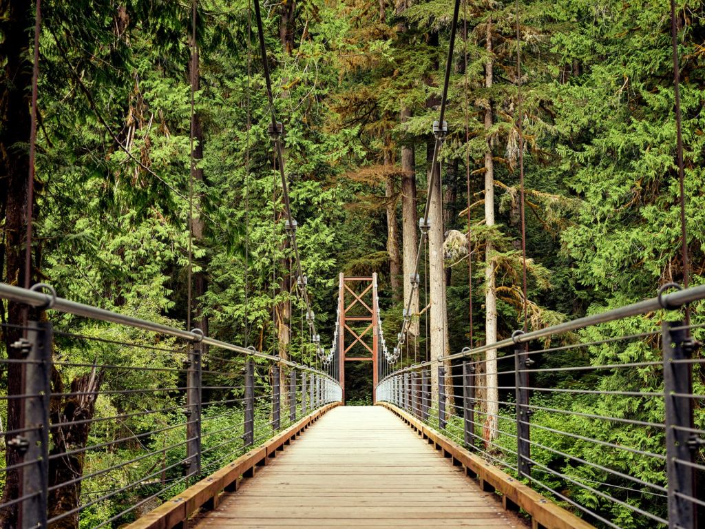 Bro genom skogen