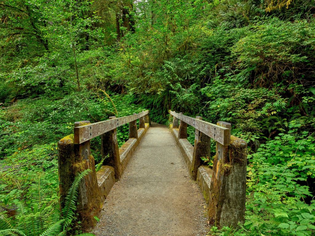 Bro i skogen