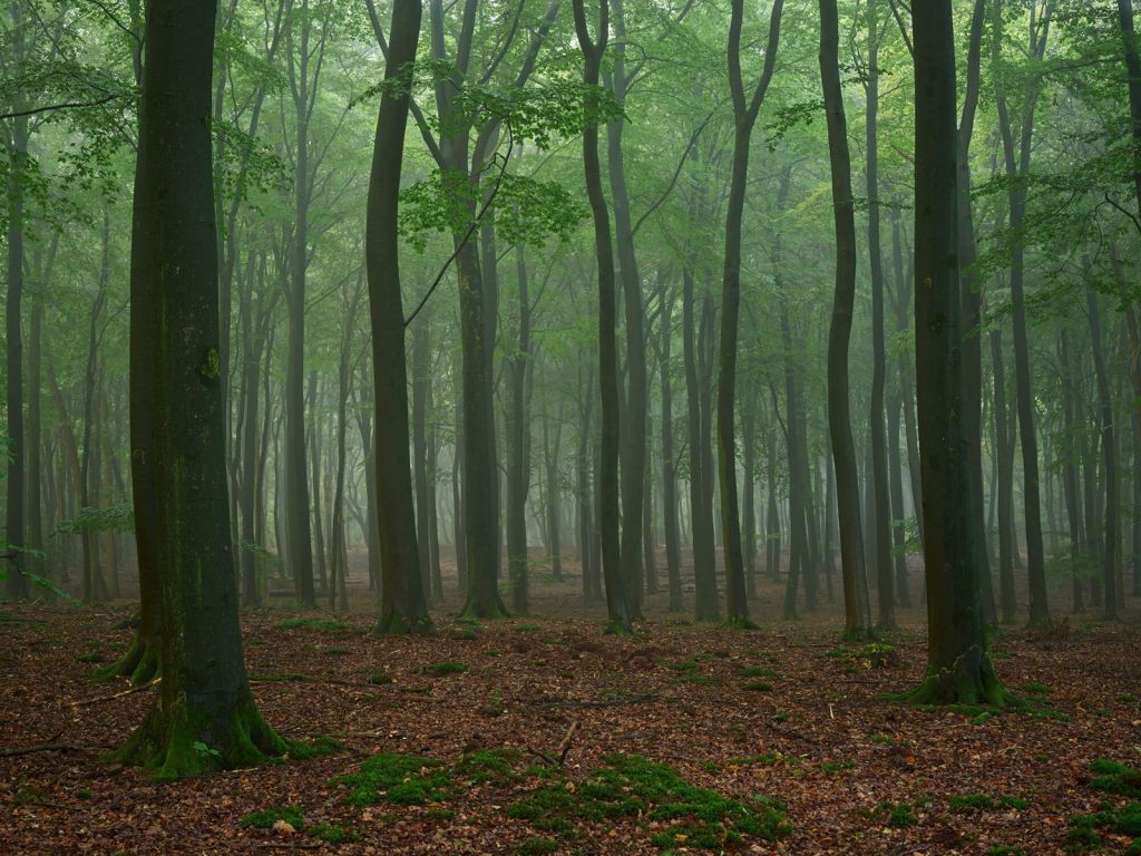 Dimma i skogen