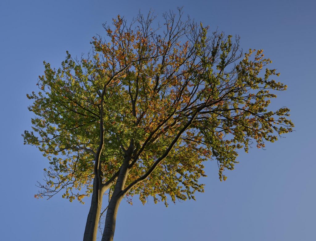 Höstens träd