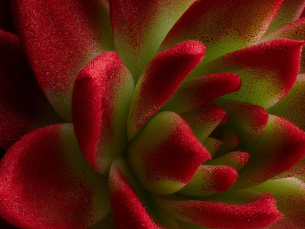 Röd kaktus