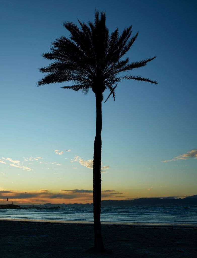 Palmträd vid solnedgången
