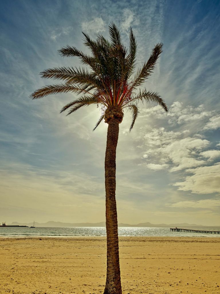 Palmträd i solen