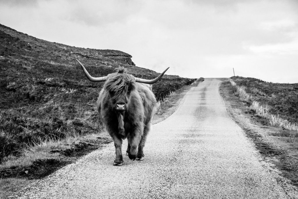 Skotsk hoglandare på en väg