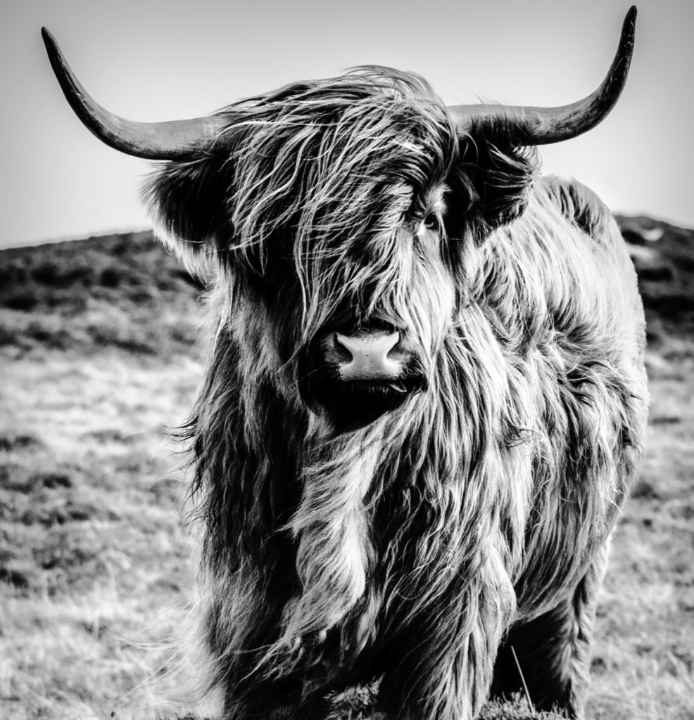 Scottish højlander i sort og hvid