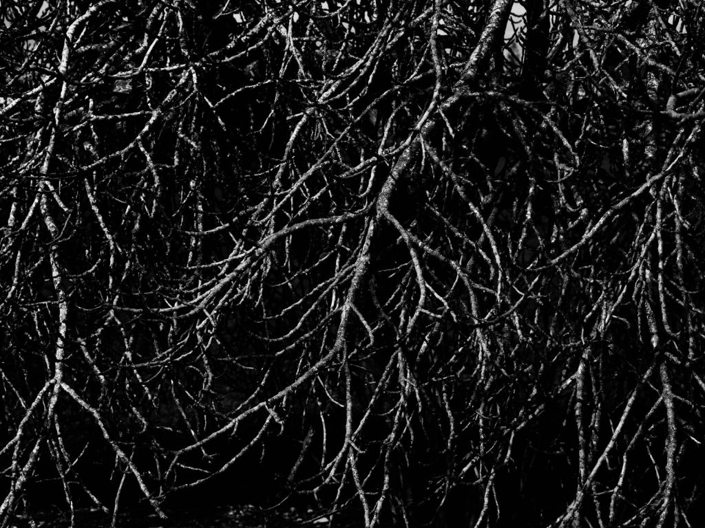 Trädfilialer i svartvitt