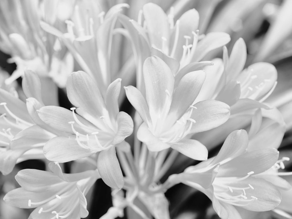 Blomster i blomst, svart og hvitt
