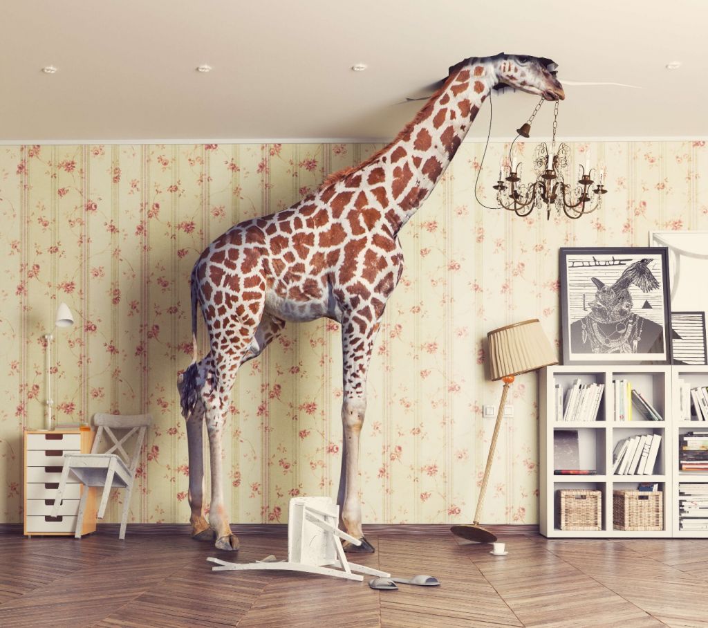 Giraff i vardagsrummet