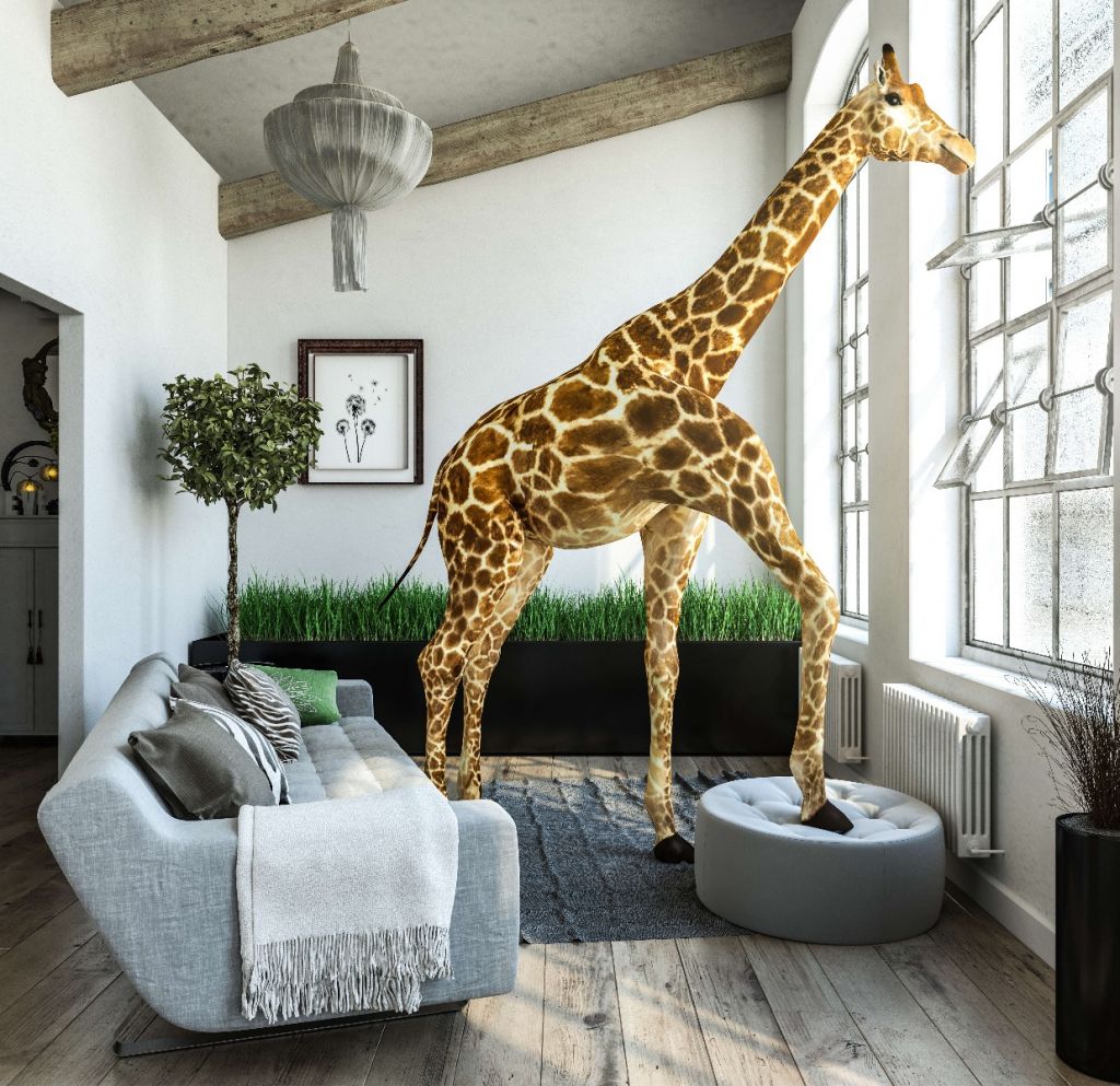 Giraff i huset