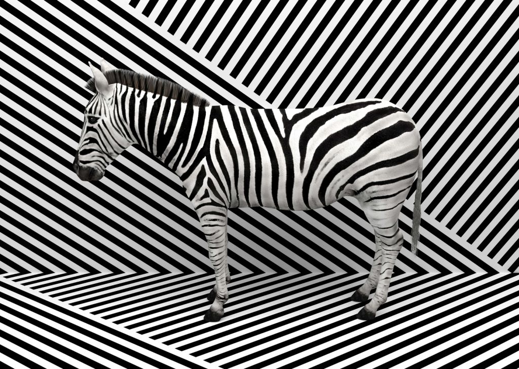 Kamouflerad zebra