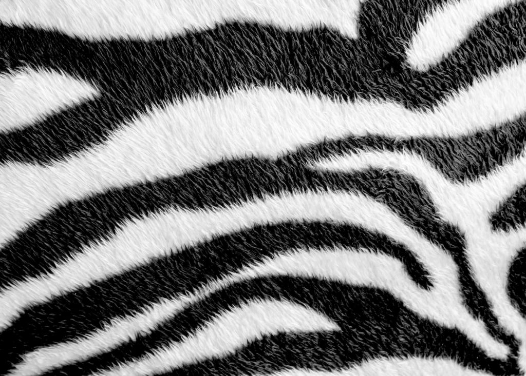 Närbild zebra rock